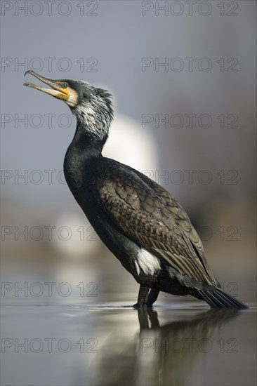 Cormorant (Phalacrocorax carbo)