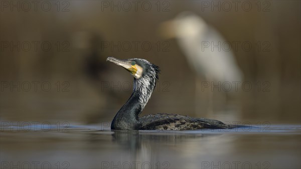 Cormorant (Phalacrocorax carbo)