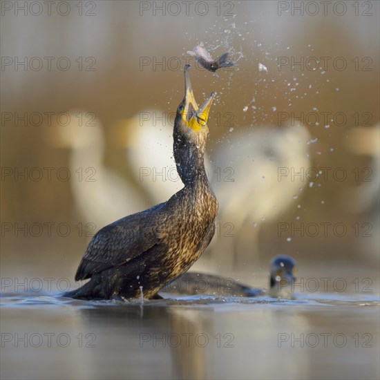 Cormorant (Phalacrocorax carbo)