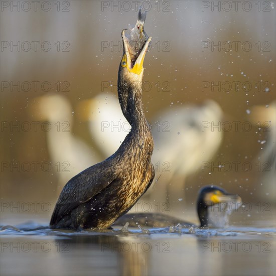 Cormorant (Phalacrocorax carbo)