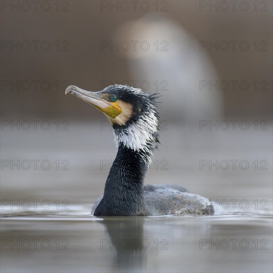 Cormorant (Phalacrocorax carbo)