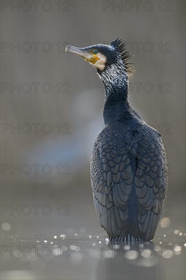 Cormorant (Phalacrocorax carbo)