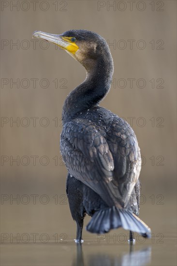 Cormorant (Phalacrocorax carbo)