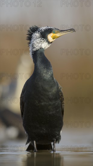 Cormorant (Phalacrocorax carbo)