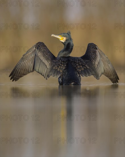 Cormorant (Phalacrocorax carbo)