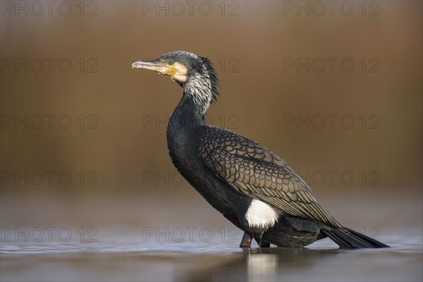 Cormorant (Phalacrocorax carbo)