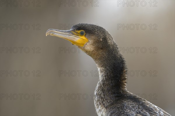 Cormorant (Phalacrocorax carbo)