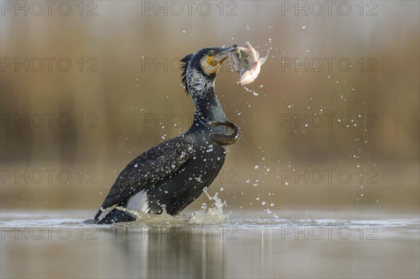 Cormorant (Phalacrocorax carbo)