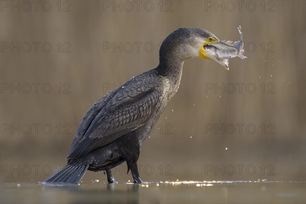 Cormorant (Phalacrocorax carbo)