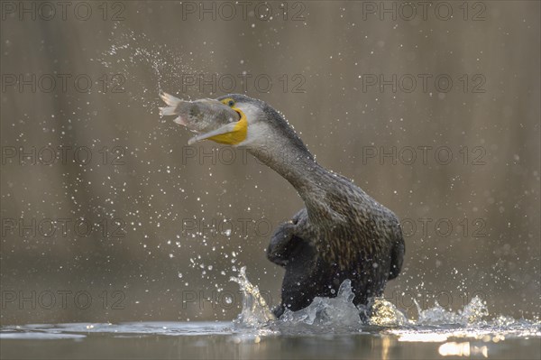 Cormorant (Phalacrocorax carbo)