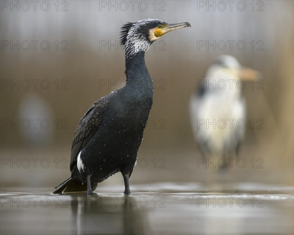 Cormorant (Phalacrocorax carbo)