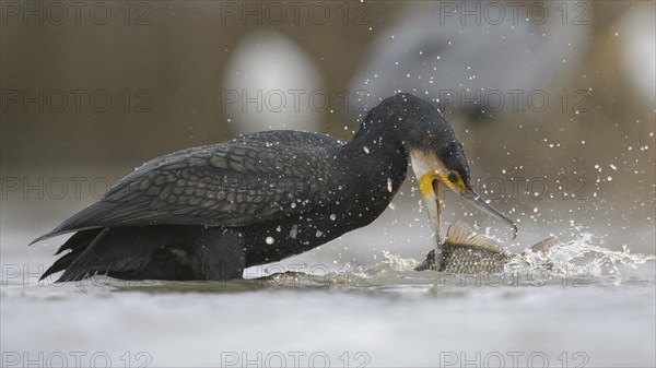 Cormorant (Phalacrocorax carbo)