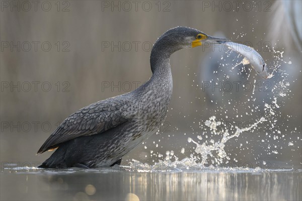 Cormorant (Phalacrocorax carbo)