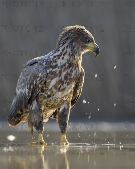 White-tailed eagle (Haliaeetus albicilla)