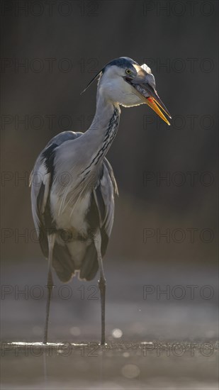 Grey Heron (Ardea cinerea)