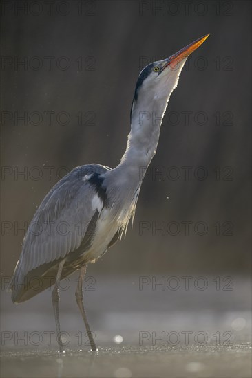 Grey Heron (Ardea cinerea)