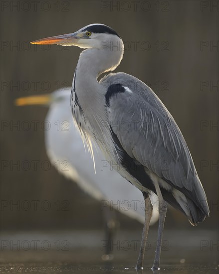 Grey Heron (Ardea cinerea)