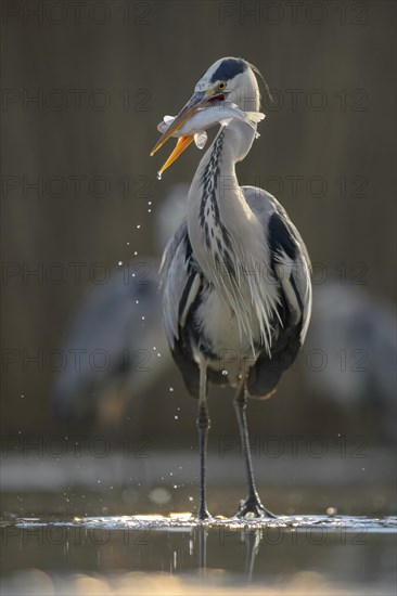 Grey Heron (Ardea cinerea)