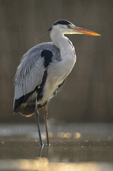 Grey Heron (Ardea cinerea)