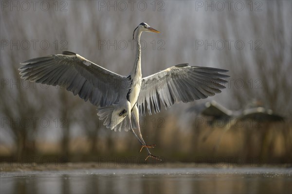 Grey Heron (Ardea cinerea)