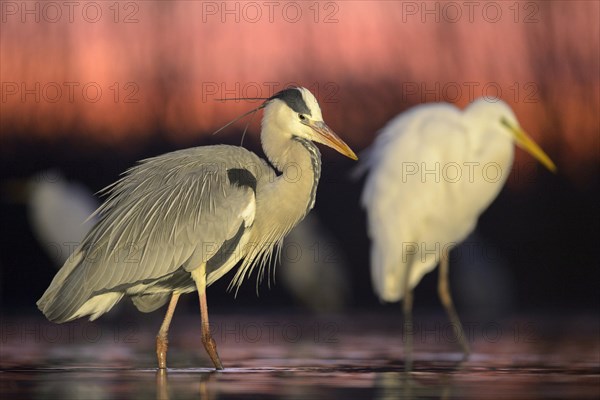 Grey Heron (Ardea cinerea) and Egret (Casmerodius albus) at sunrise in a lake at dawn