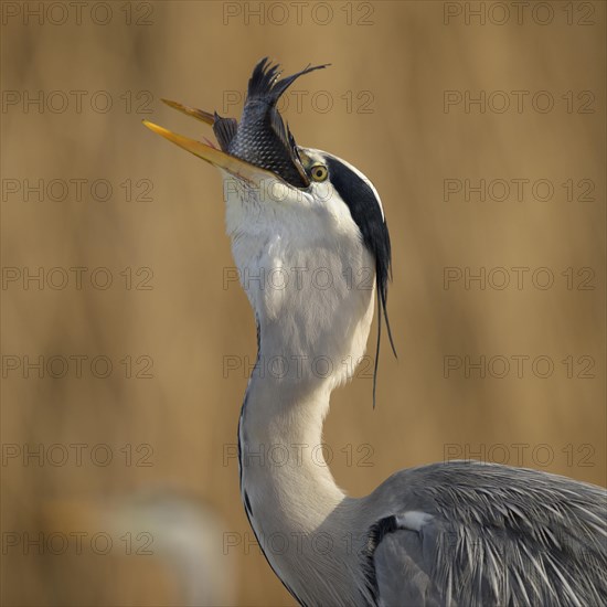 Grey Heron (Ardea cinerea)