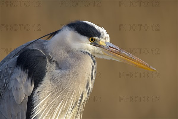 Grey Heron (Ardea cinerea)