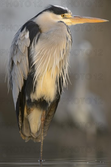 Grey Heron (Ardea cinerea)