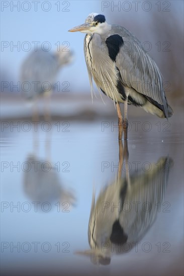 Grey Heron (Ardea cinerea)