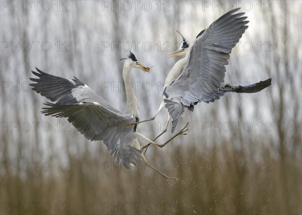 Grey Heron (Ardea cinerea)