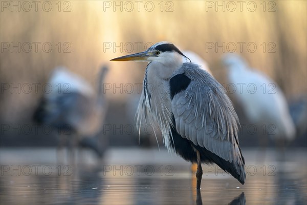 Grey Heron (Ardea cinerea) in a lake