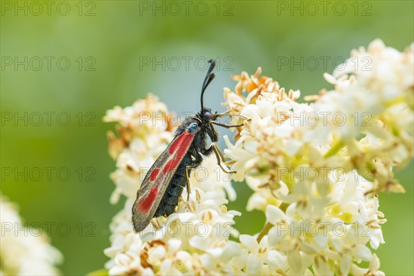 Six-spot burnet (Zygaena filipendulae) on privet (Ligustrum sp.) flower