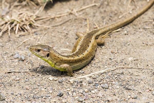 Sand lizard (Lacerta agilis)