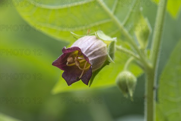 Belladonna or deadly nightshade (Atropa belladonna)