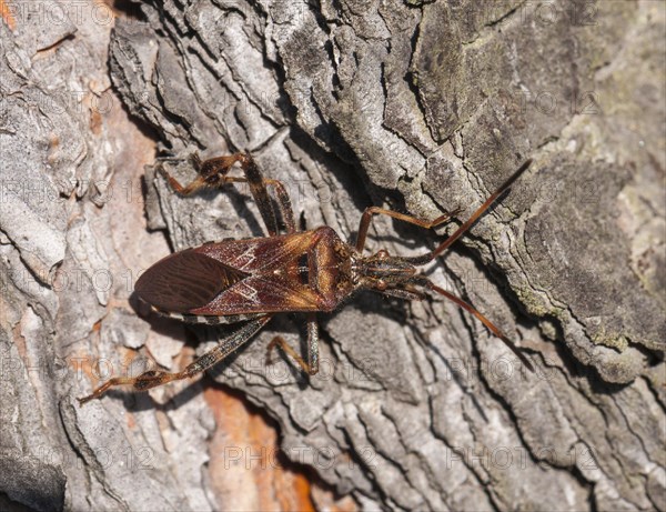 Western Conifer Seed Bug (Leptoglossus occidentalis)