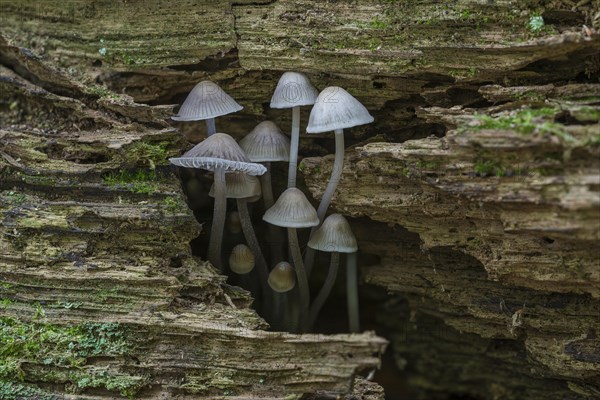 Mycena erubescnes (Mycena erubescens) on deadwood