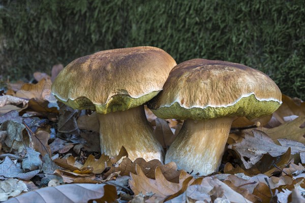 Ceps (Boletus edulis) in autumn foliage