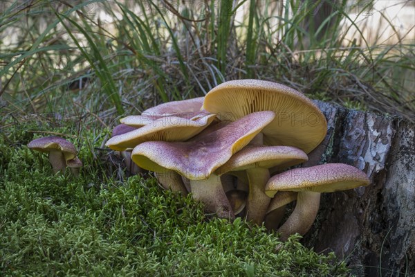 Plums and Custard or Red-haired agaric (Tricholomopsis rutilans)