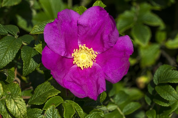 Rugosa rose