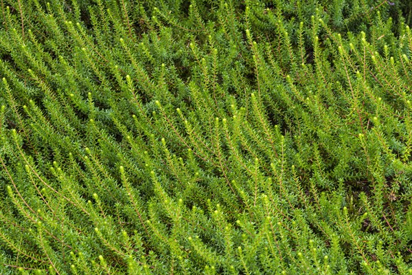 Crowberry or black crowberry (Empetrum nigrum)