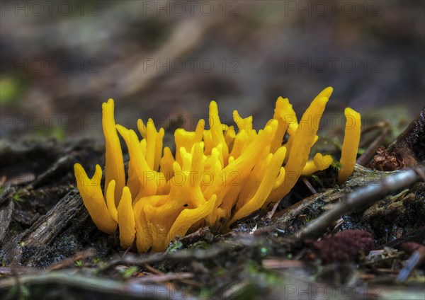 Yellow stagshorn (Calocera viscosa)