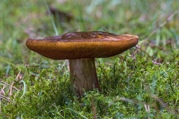 Dotted stem bolete (Neoboletus luridiformis)