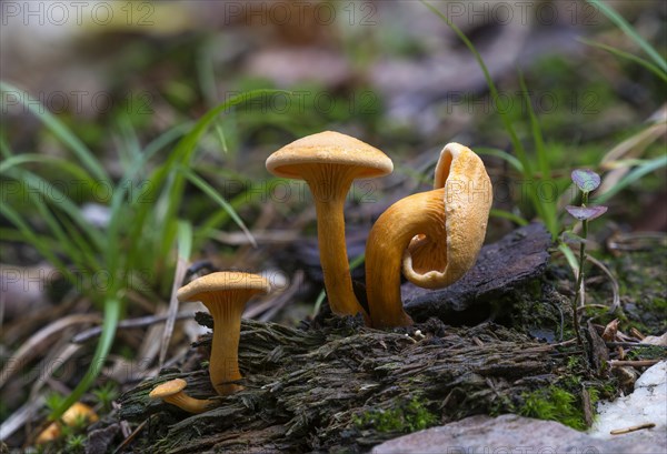 False chanterelle (Hygrophoropsis aurantiaca)