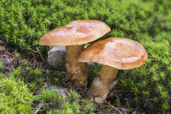 Greville's Bolete