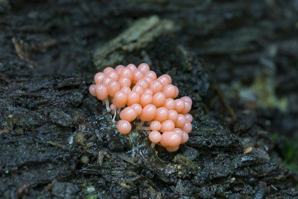 Arcyria ferruginea (Arcyria ferruginea) on rotting deadwood