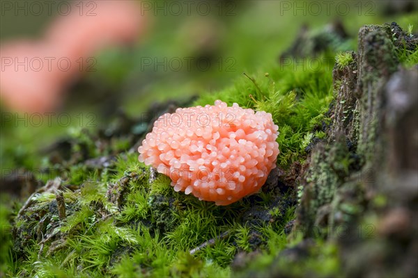 Red raspberry slime mold (Tubifera ferruginosa) Monchbruch Nature Reserve