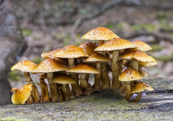 Pholiota adiposa (Pholiota adiposa)