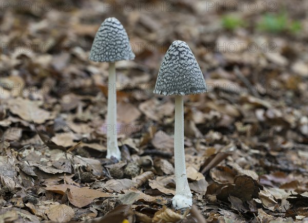 Magpie fungus (Coprinus picaceus)