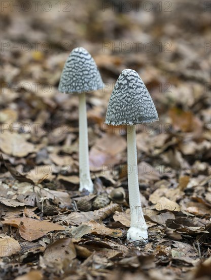 Magpie fungus (Coprinus picaceus)