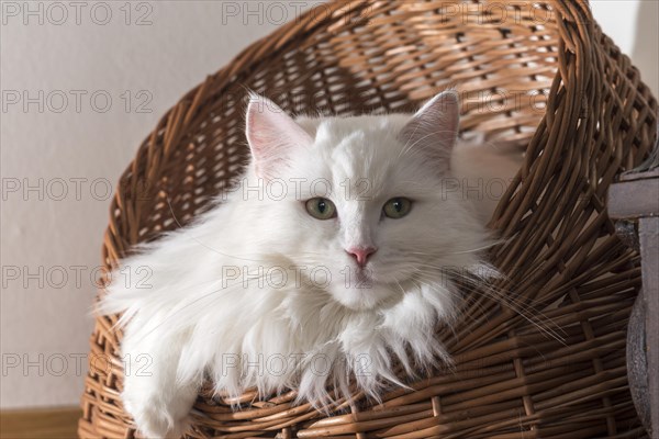 Purebred cat sitting in basket